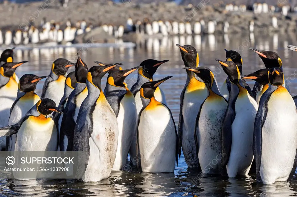 United Kingdom, South Georgia Islands, Saint Andrews plains, King Penguin, Aptenodytes patagonicus, adults