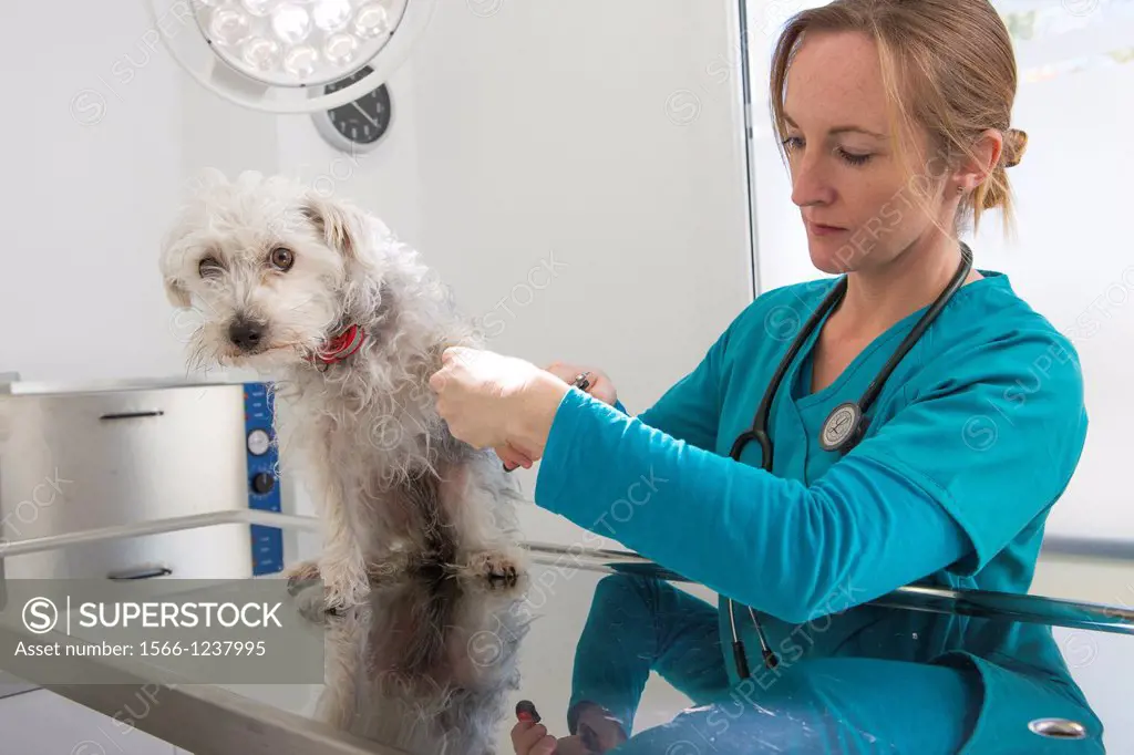 Veterinarian clipping the claws of a mixed-breed Poodle/Terrier in her surgery