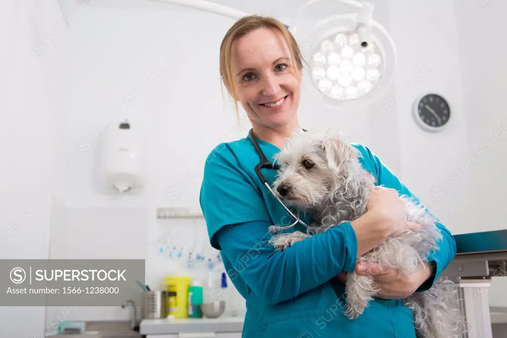 Veterinarian examines a mixed-breed Poodle/Terrier in her surgery