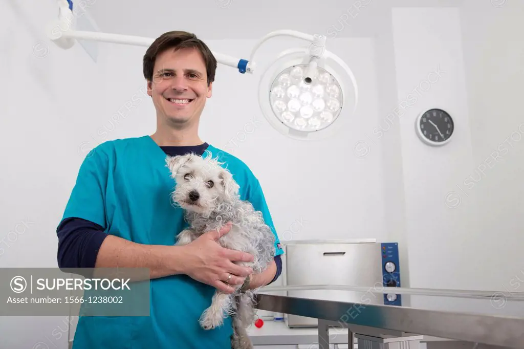 Veterinarian examines a mixed-breed Poodle/Terrier in his surgery