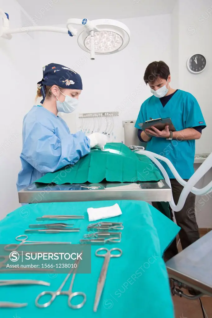 Veterinarians operating on a dog in their surgery
