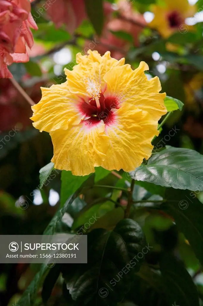 Hibiscus, Moorea, French Polynesia