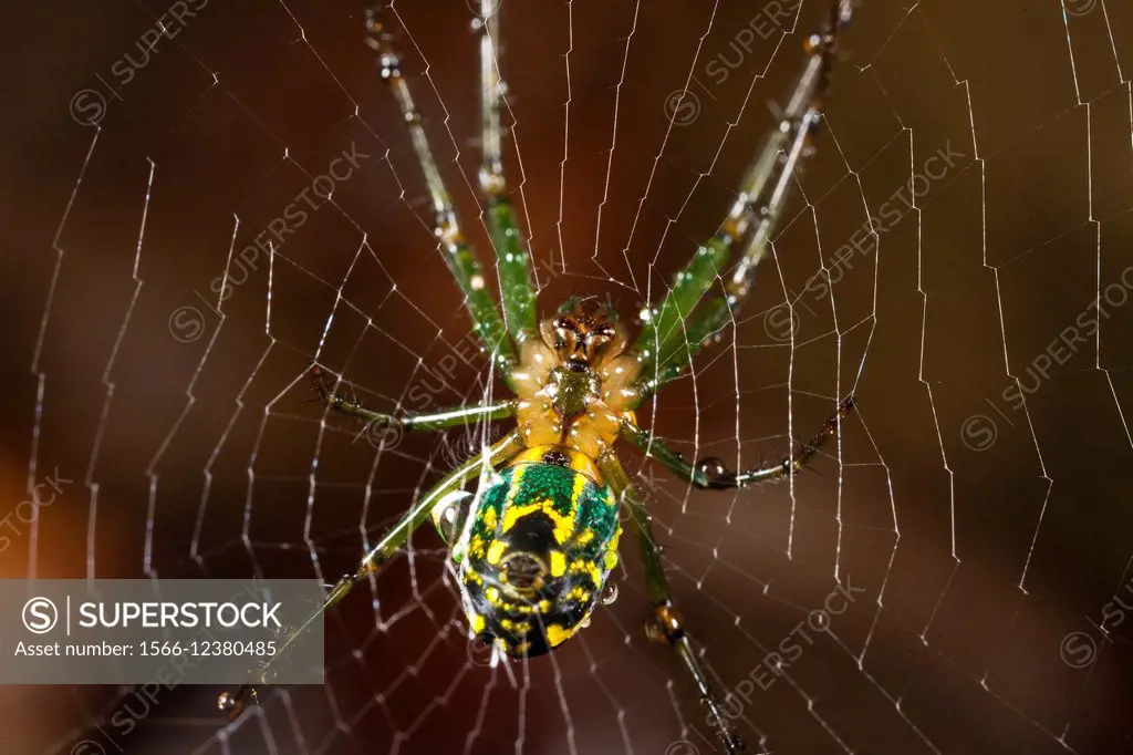 Close up shot of the underbelly of a garden orb-weaver.