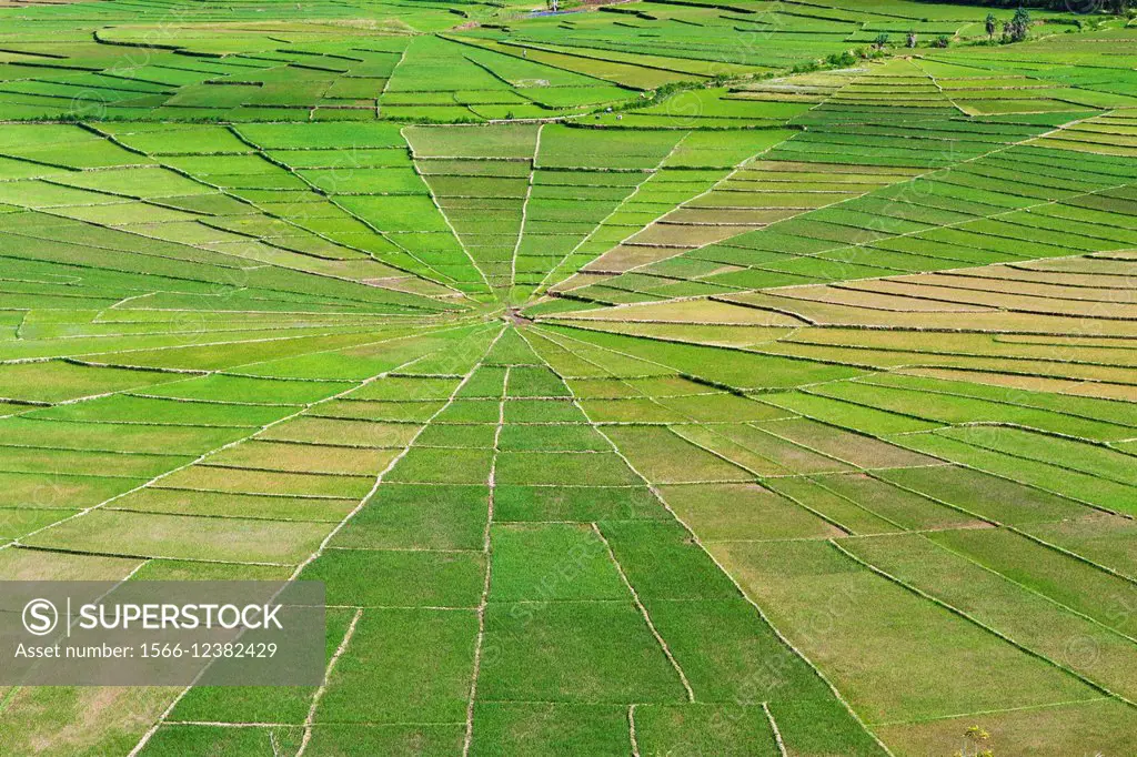 Lingko Spider web rice fields. Ruteng. Flores island. Indonesia, Asia.