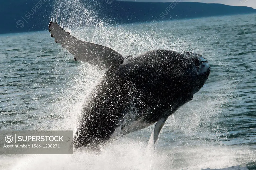 Humpback whale Megaptera novaeangliae breaching in Husavik, Iceland