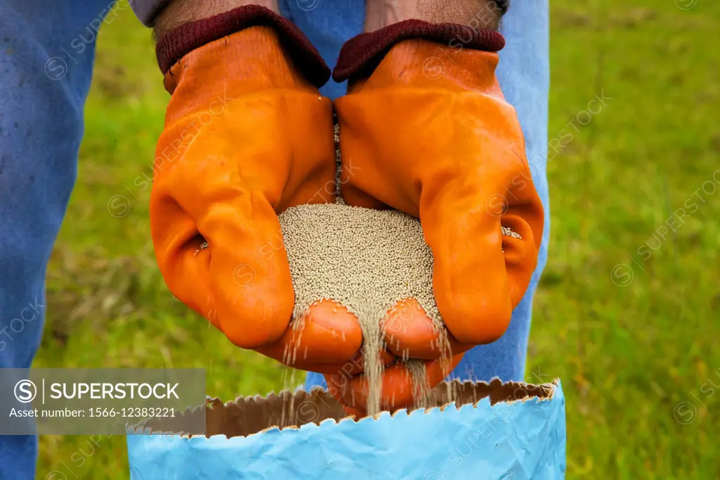 Farmer pouring clover seed through gloved hands into bag.