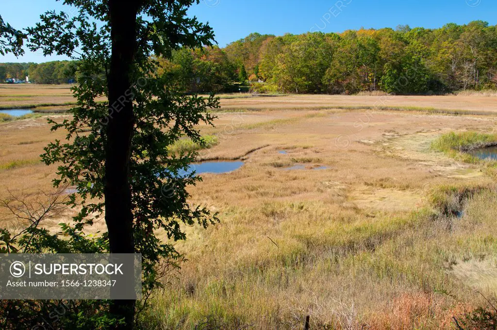 Salt marsh, Salt Meadow Unit-Stewart B  McKinney National Wildlife Refuge, Connecticut