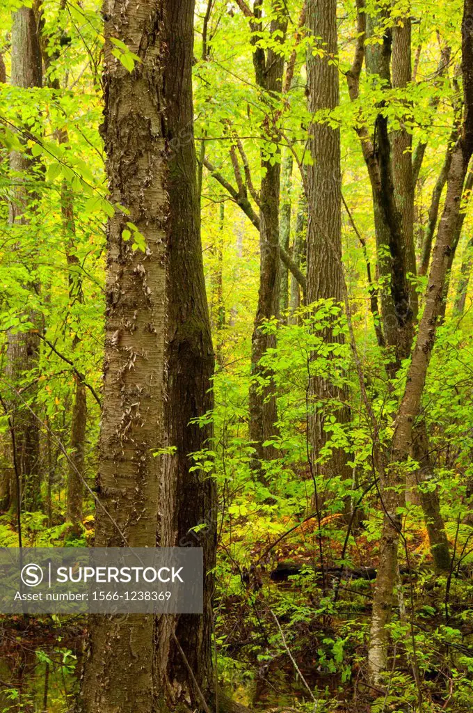 Forest along Blue Trail, Collis P Huntington State Park, Connecticut