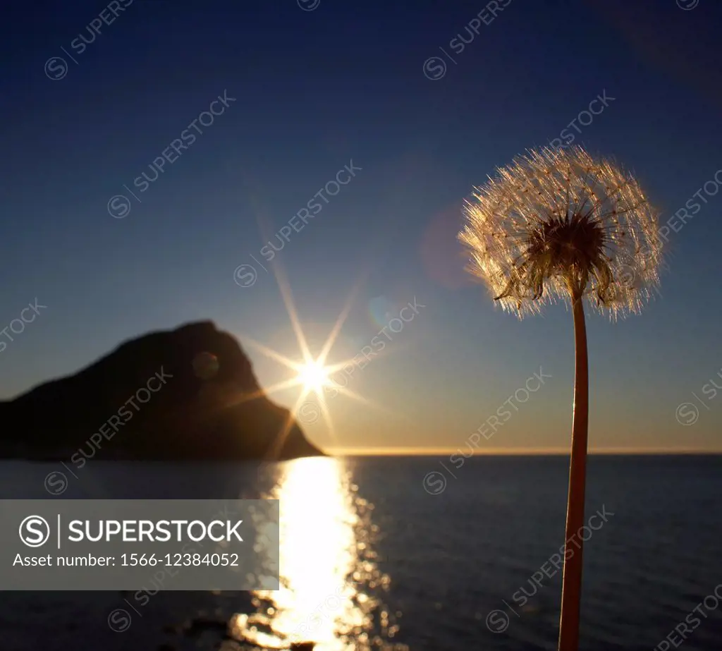 Summertime with midnight sunset over fjord, dandelion in the foreground, Iceland.