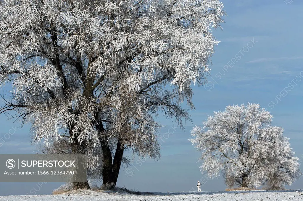 Russian Federation. Voronezh oblvst. Hunter in camouflage white suit on winter hunting.