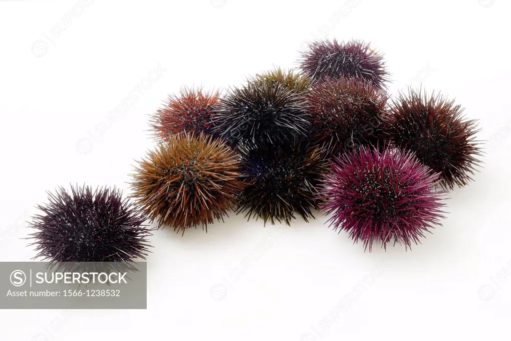 Sea urchins on white background