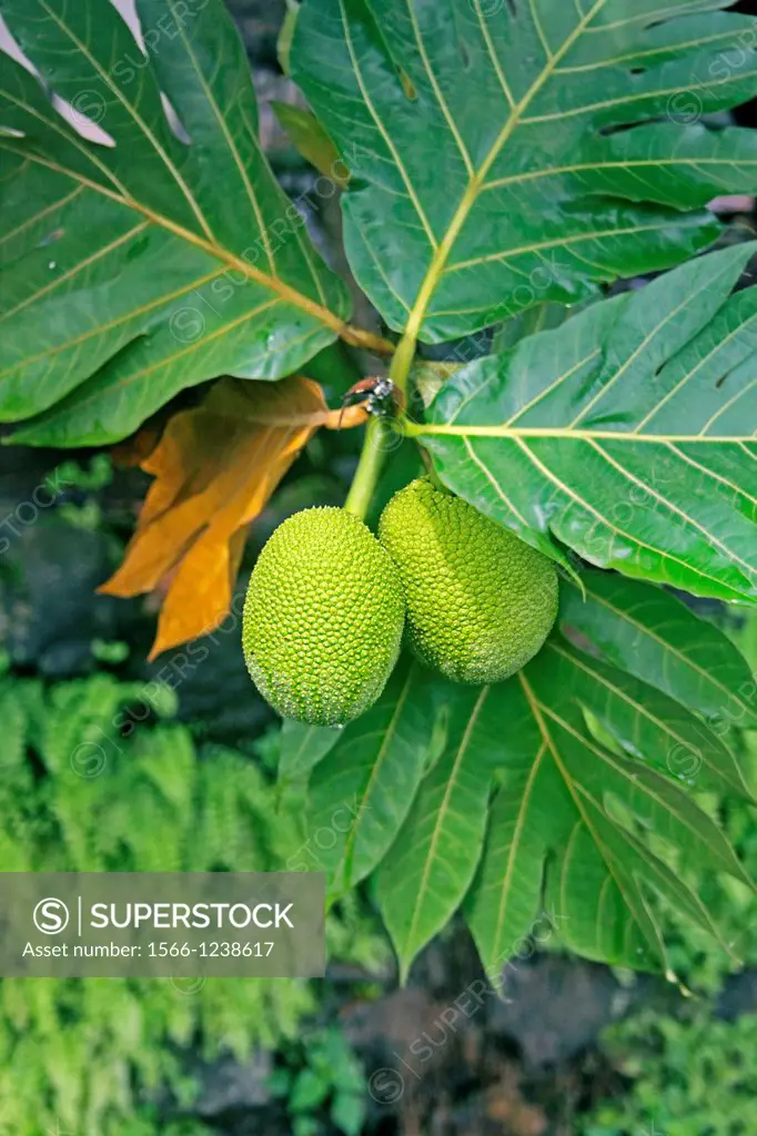 Breadfruit, Artocarpus altilis, India