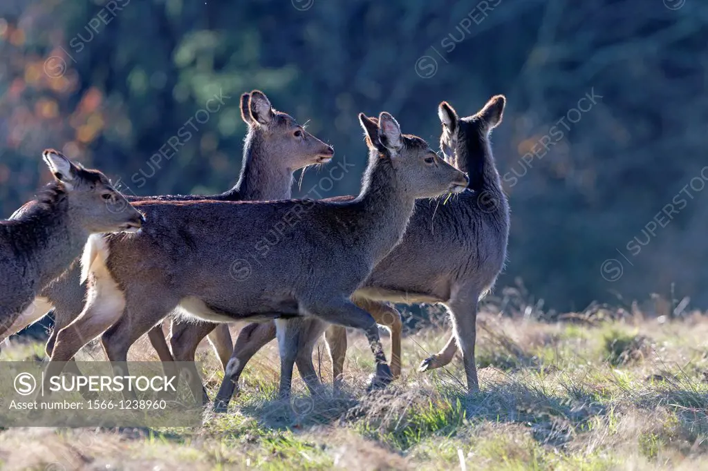 France, Haute Saone, Private park, Sika Deer, Cervus nippon, stag, standing in grass