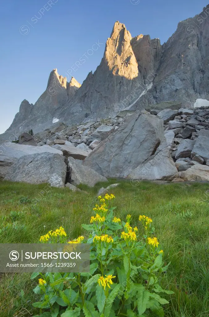 War Bonnet Peak in the Cirque of the Towers, Yellow Aster wildflowers are in the foreground, Popo Agie Wilderness, Wind River Range Wyoming