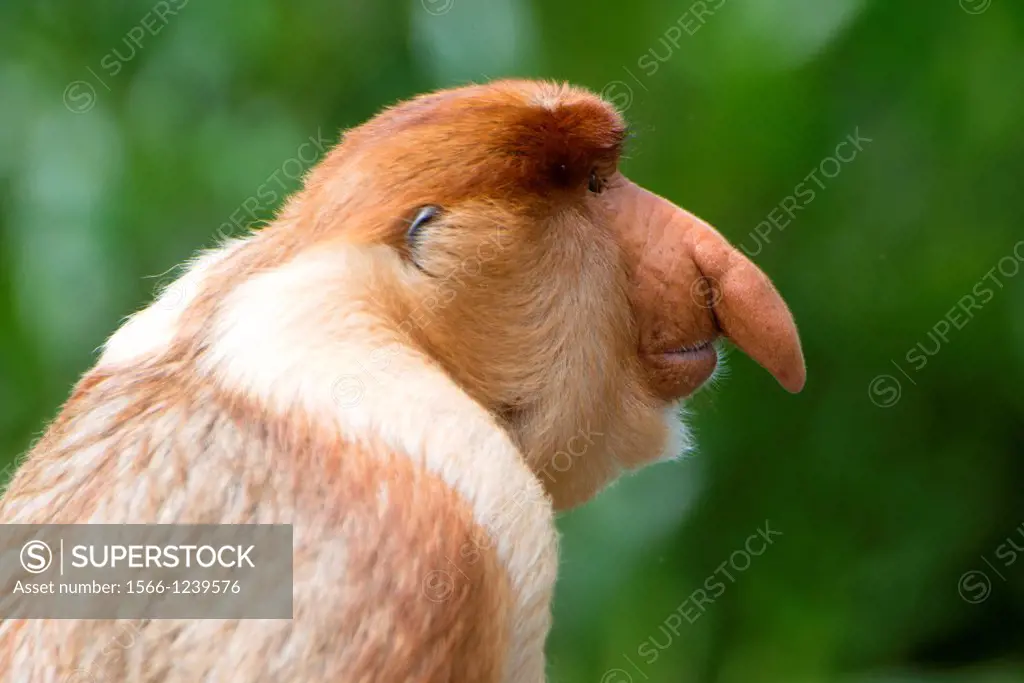 Male proboscis monkey has a pendulous nose that covers the mouth, said to be sexually attractive to females possibly because it enhances vocalisations...