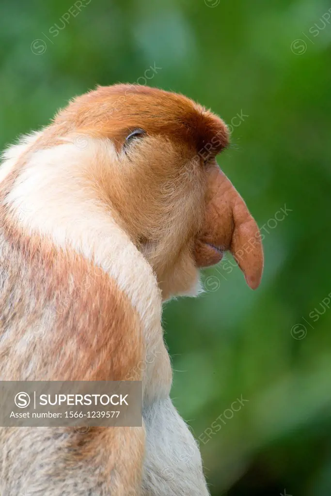Male proboscis monkey has a pendulous nose that covers the mouth, said to be sexually attractive to females possibly because it enhances vocalisations...
