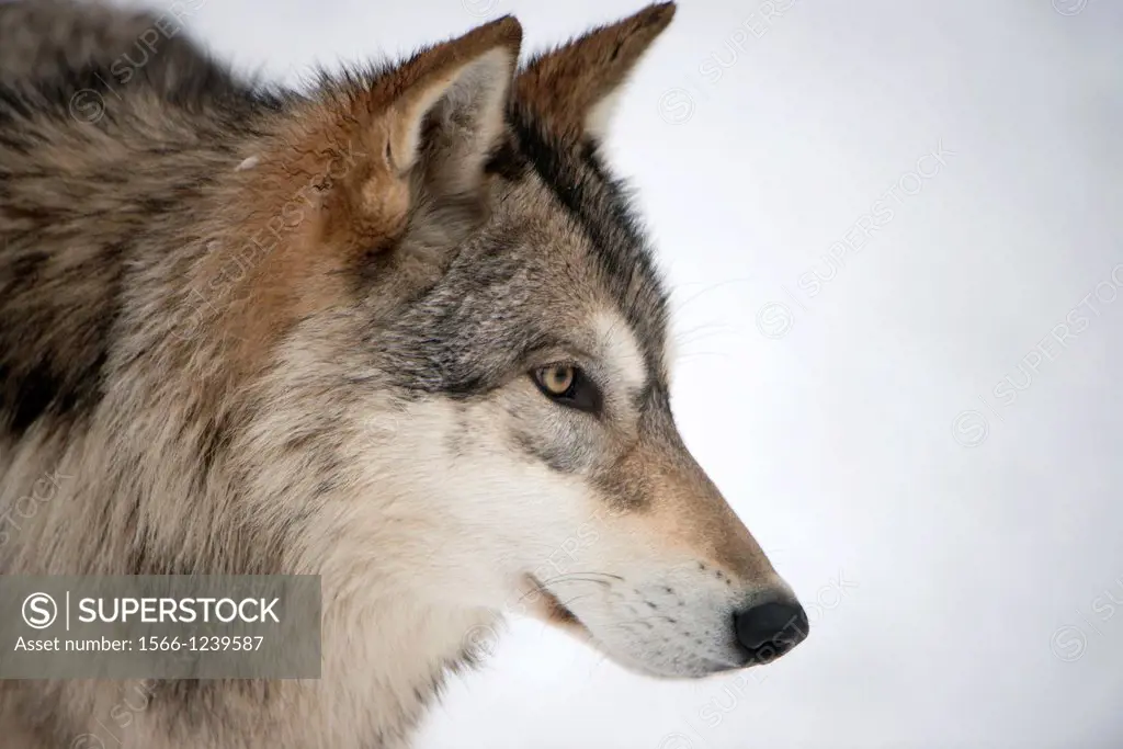 North American Timber wolf, Canis Lupus in snow