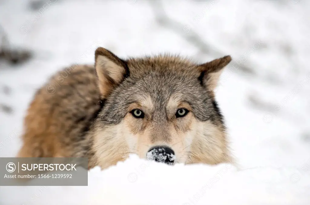 North American Timber wolf, Canis Lupus stalking and hunting in snow