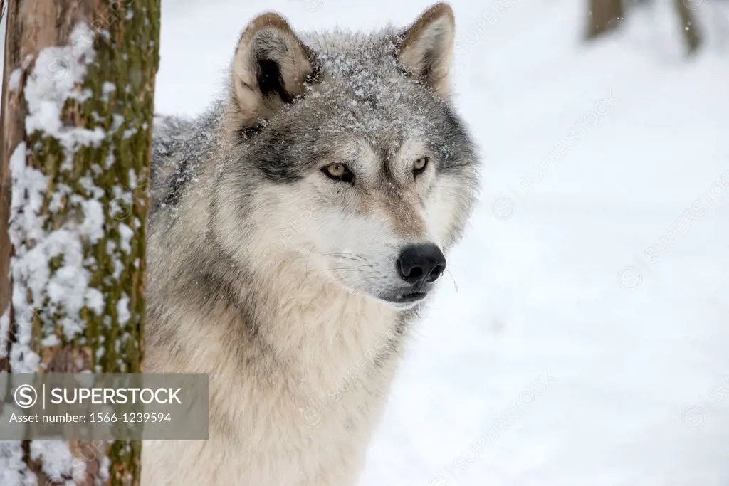 North American Timber wolf, Canis lupus, in forest