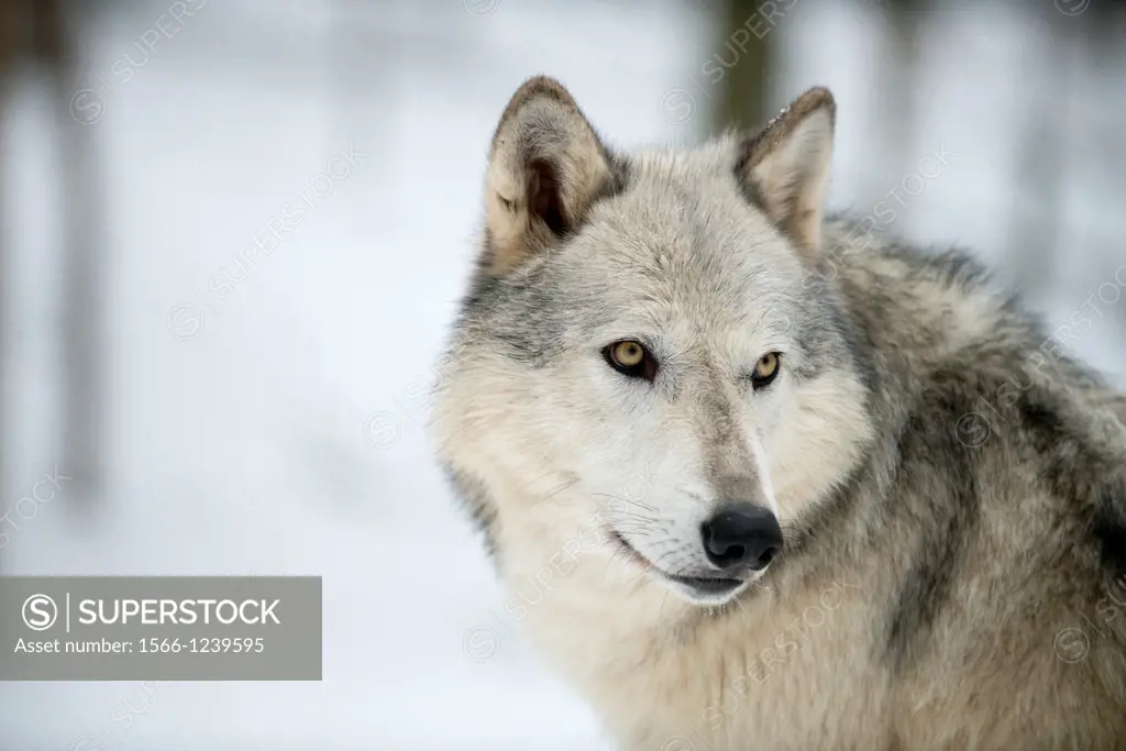 North American Timber wolf, Canis lupus, in forest