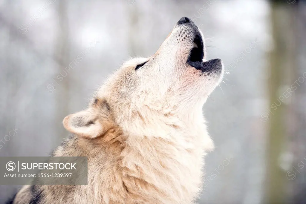 North American Timber wolf, Canis Lupus howling in the snow in deciduous forest