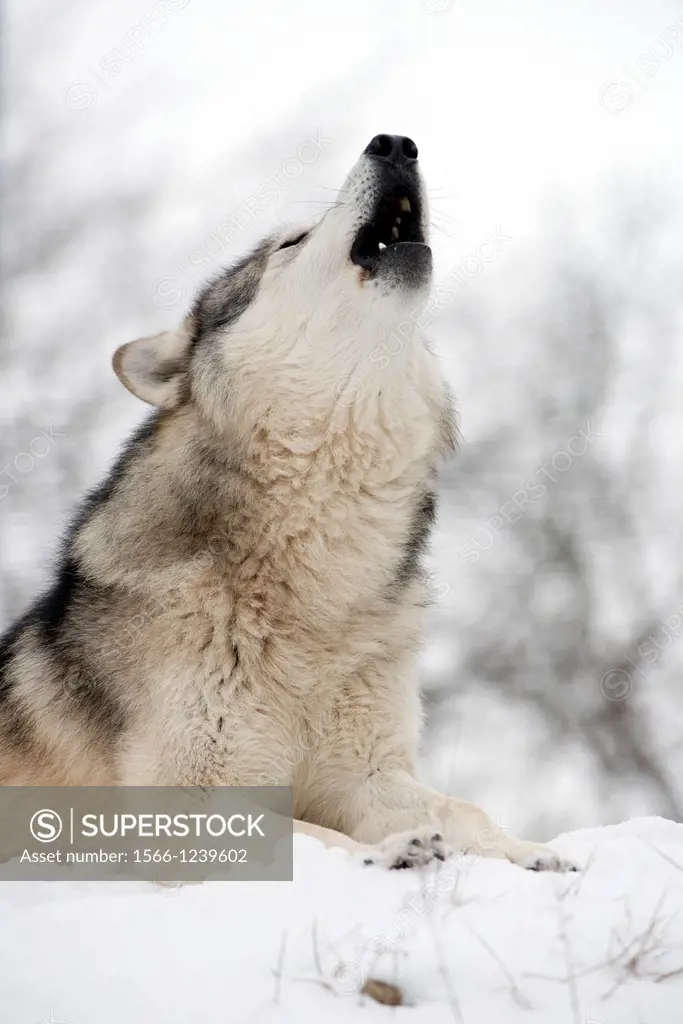 North American Timber wolf, Canis Lupus howling in the snow in deciduous forest