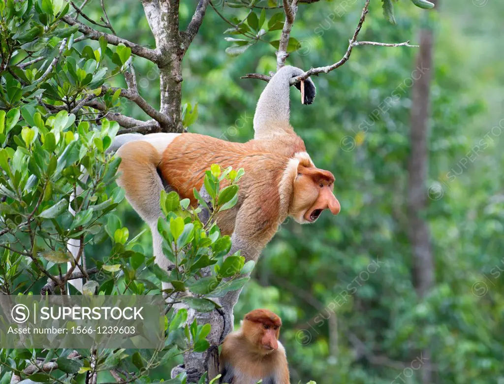 Dominant male proboscis monkey has a pendulous nose that covers the mouth, said to be sexually attractive to females possibly because it enhances voca...