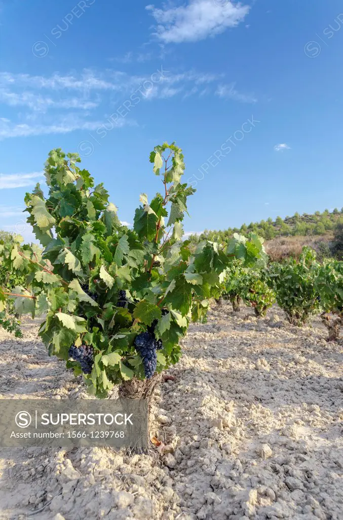Grapevine detail of La Rioja vineyard  Basque Country, Spain
