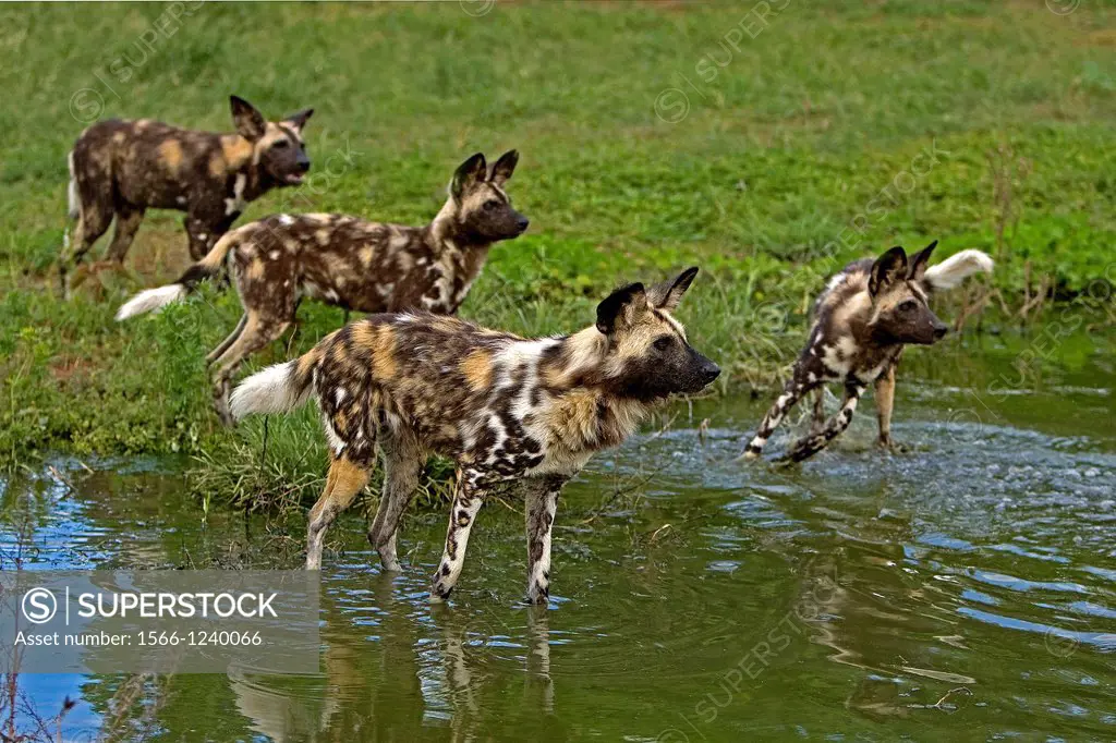 AFRICAN WILD DOG lycaon pictus IN NAMIBIA