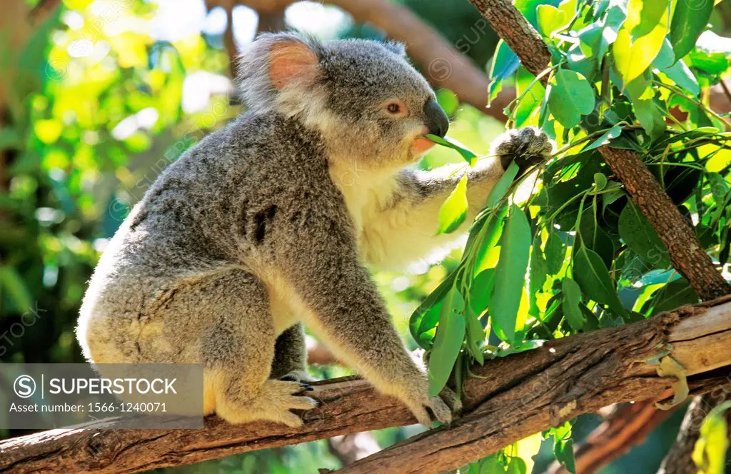 Koala, phascolarctos cinereus, Adult eating Eucalyptus Leaves