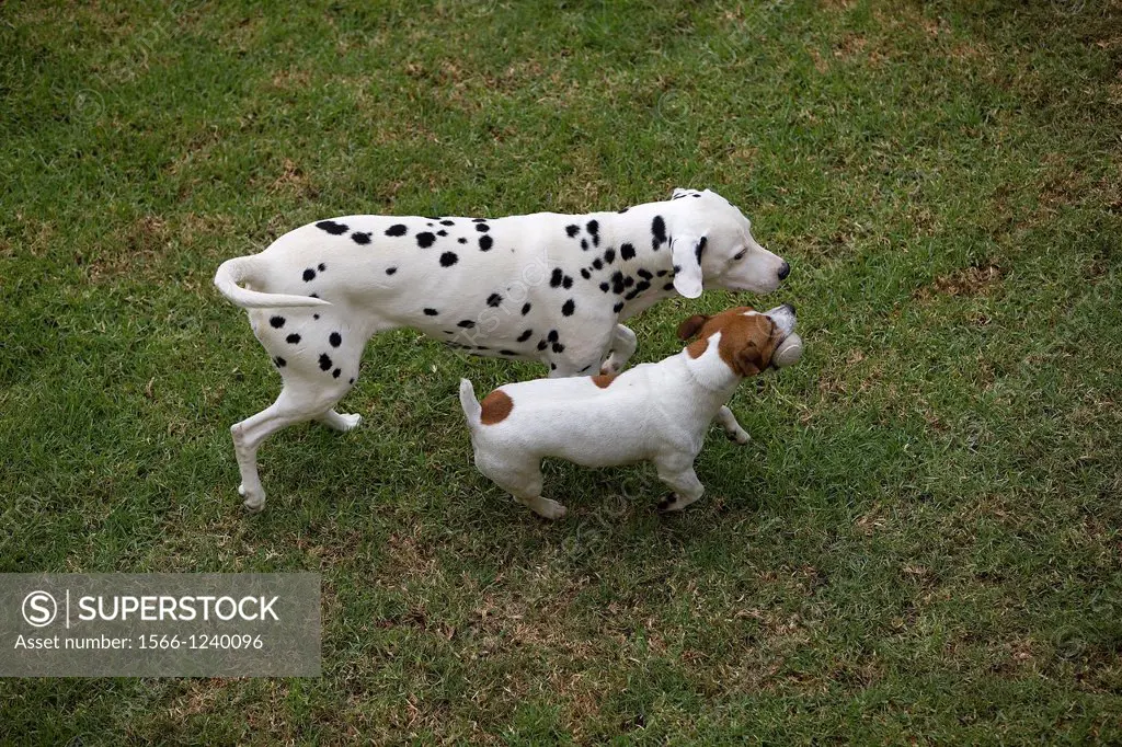 JACK RUSSELL TERRIER AND DALMATIAN PLAYING IN A GARDEN