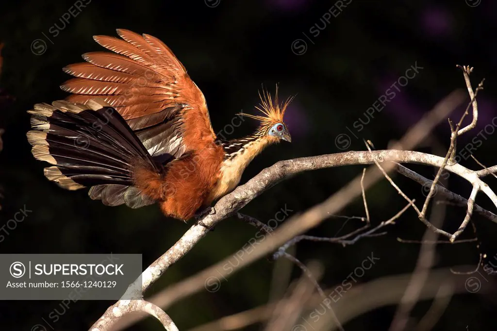 Hoatzin, opisthocomus hoazin, Adult standing on Branch with Open Wings, Manu Reserve in Peru