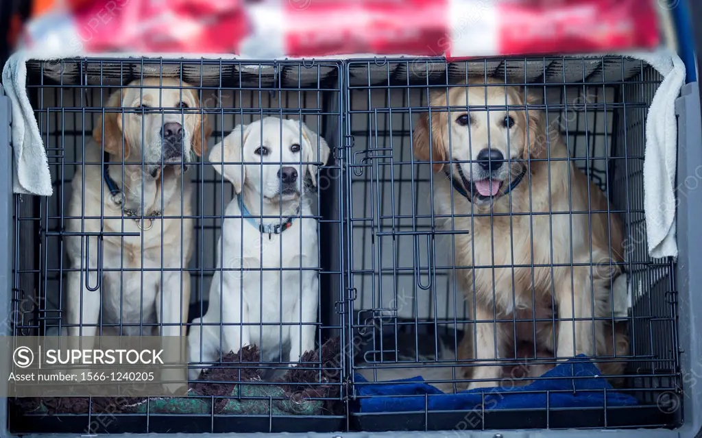 Yellow, White Labrador Retriever and Golden Retriever, Young guide dogs being transported to tranining session