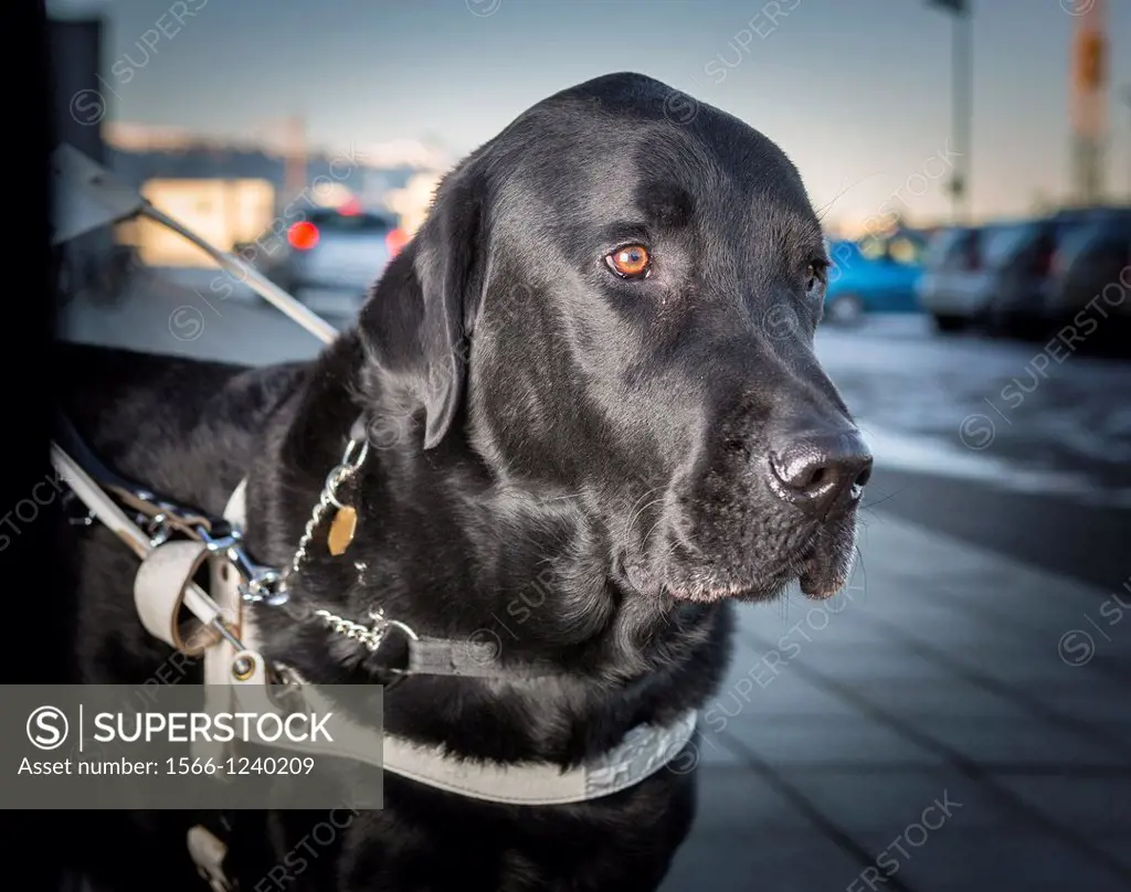 Black Labrador Retriever Male with collar leading blind person