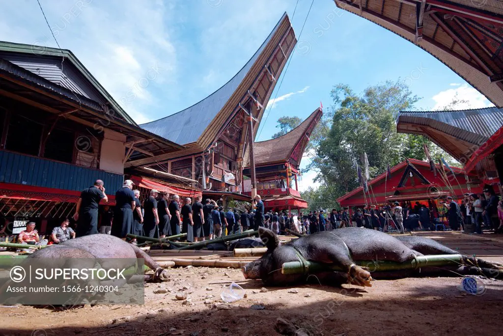 pigs at funeral in Londa, Tanah Toraja, Sulawesi, Indonesia