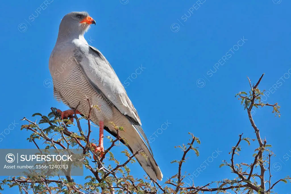 Pale Chanting Goshawk, Melierax canorus, Kgalagadi Transfrontier Park, Northern Cape, South Africa