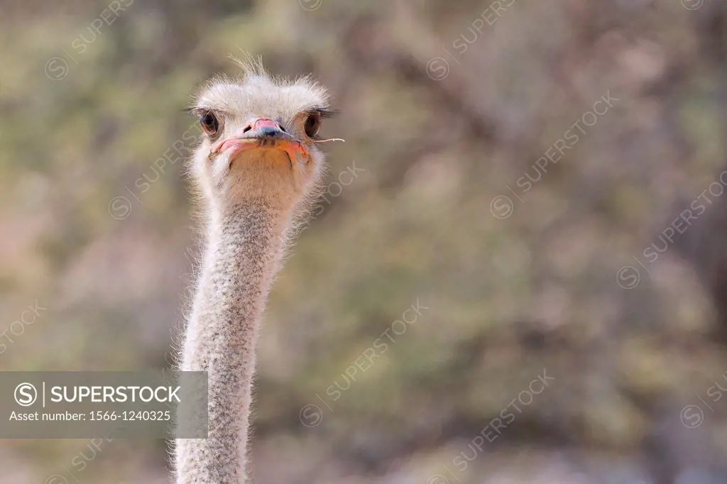 Ostrich, Struthio camelus, Kgalagadi Transfrontier Park, Northern Cape, South Africa