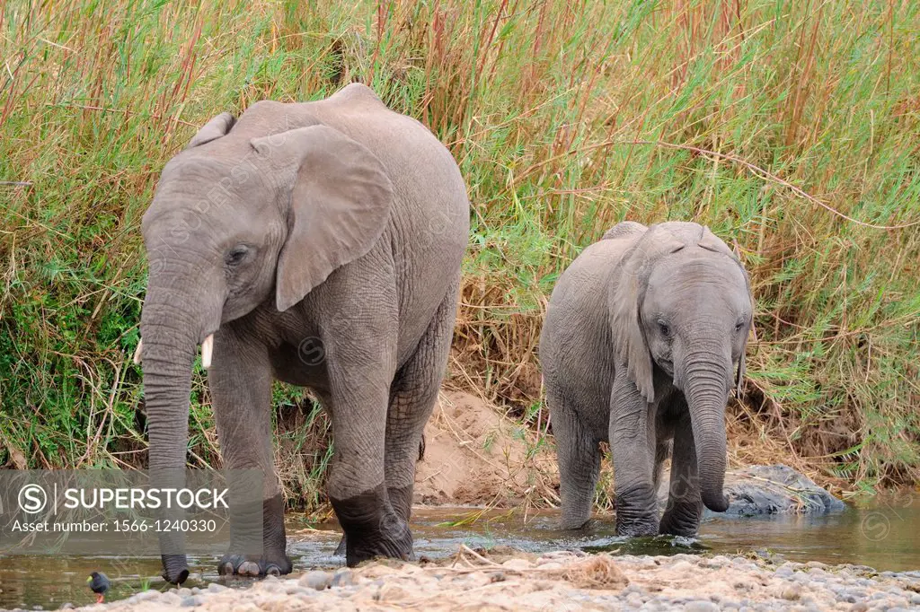 African Elephants, Loxodonta africana, Kruger National Park, South Africa