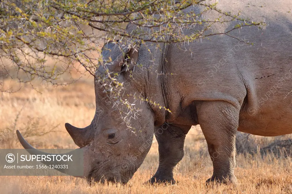 White rhinoceros, Ceratotherium simum, eating grass, Marakele National Park, Limpopo, South Africa