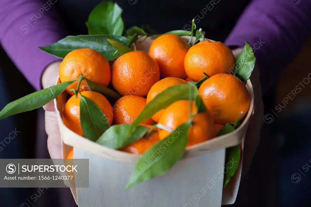 Basket full of clementines -Citrus reticulata