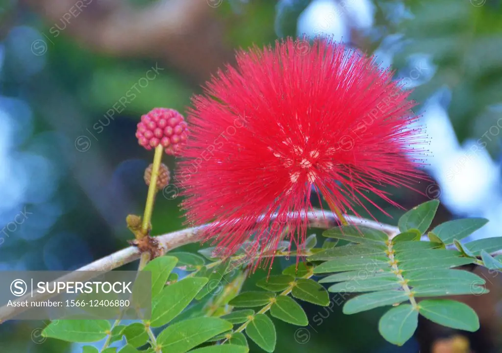 Tree blossom (Calliandra haematocephalus) and bud. Hawai´i. Found in tropical & subtropical Americas.