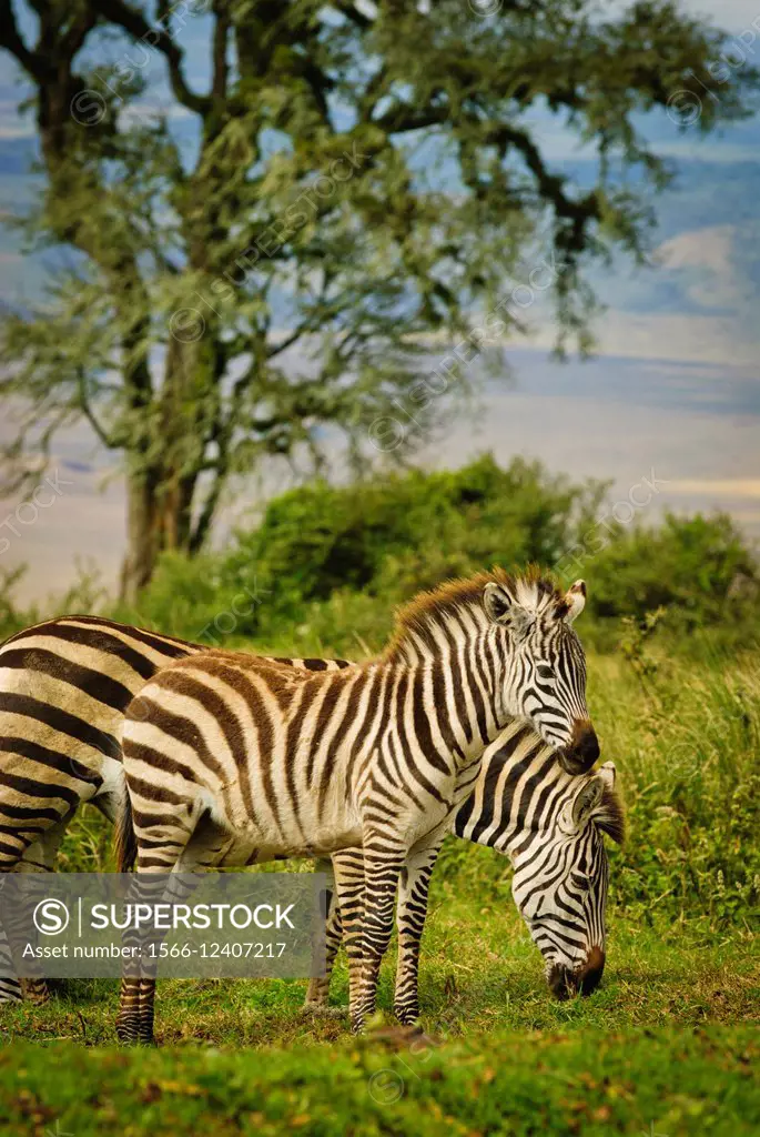 Zebra (Equus zebra) with baby, Ngorongoro Crater Rim, Ngorongoro Conservation Area, Tanzania, East Africa.