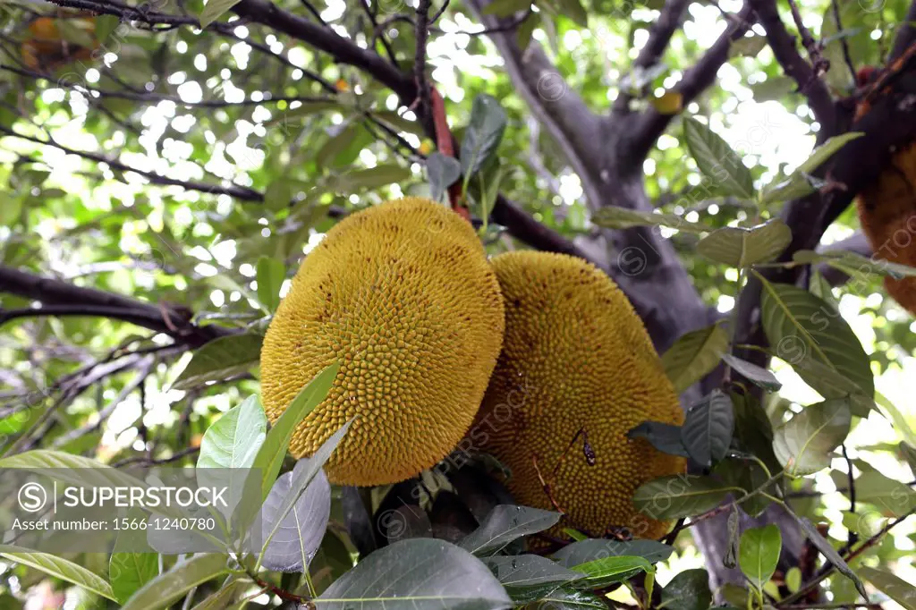 Jackfruit, Artocarpus heterophyllus, Moraceae, Bali, Indonesian, Souteast Asia