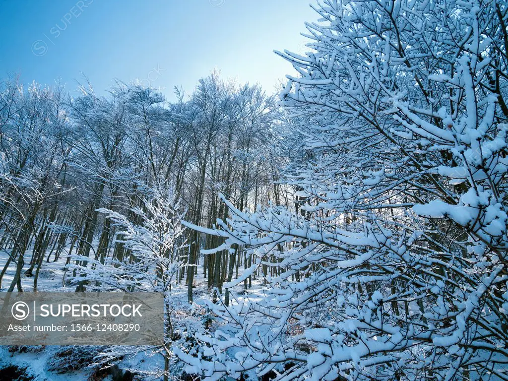 Winter Beech forest after snowstorm. Montseny Natural Park. Barcelona province, Catalonia, Spain.