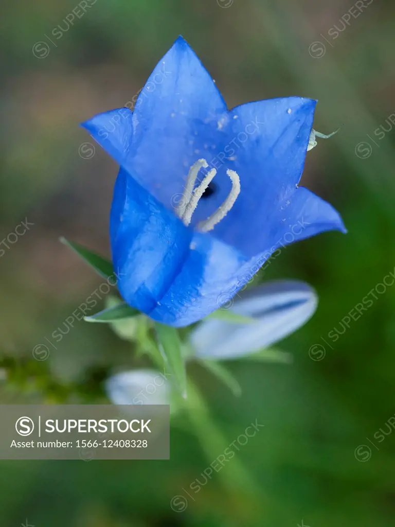 Bellflower (Campanula speciosa) with small spider. Montseny Natural Park. Barcelona province, Catalonia, Spain.