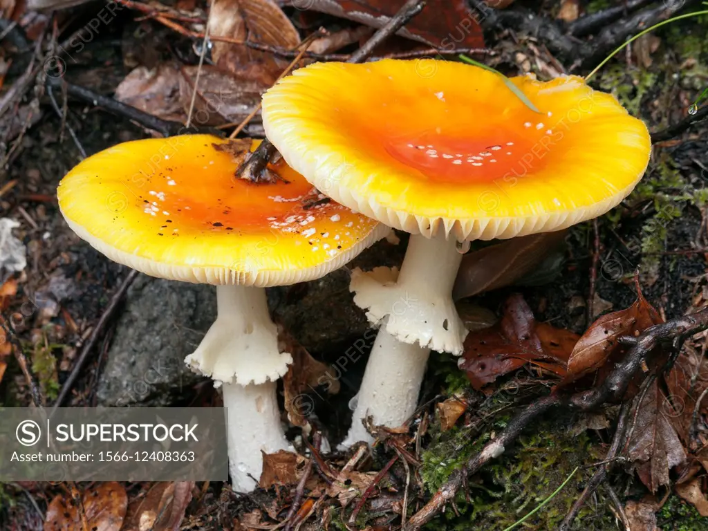 Fly agaris mushroom (Amanita muscaria var. formosa). Montseny Natural Park. Barcelona province, Catalonia, Spain.