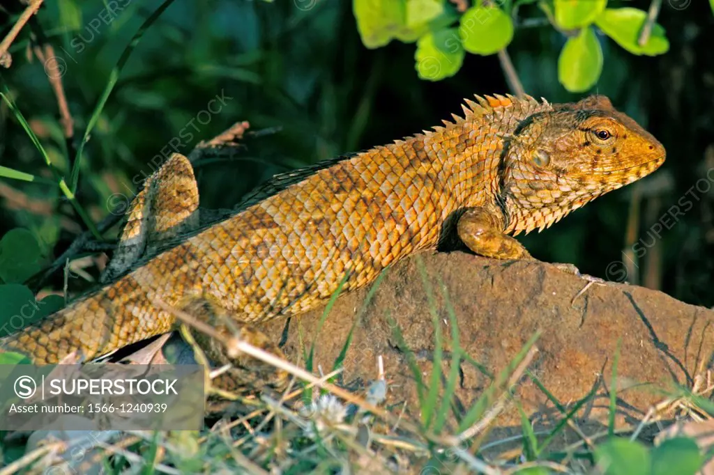 Oriental Garden Lizard, Eastern Garden Lizard, Changeable Lizard, Calotes versicolor