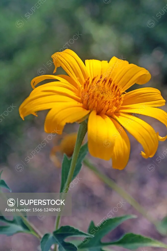 Tithonia diversifolia, Giant Mexican Sunflower, Japanese sunflower