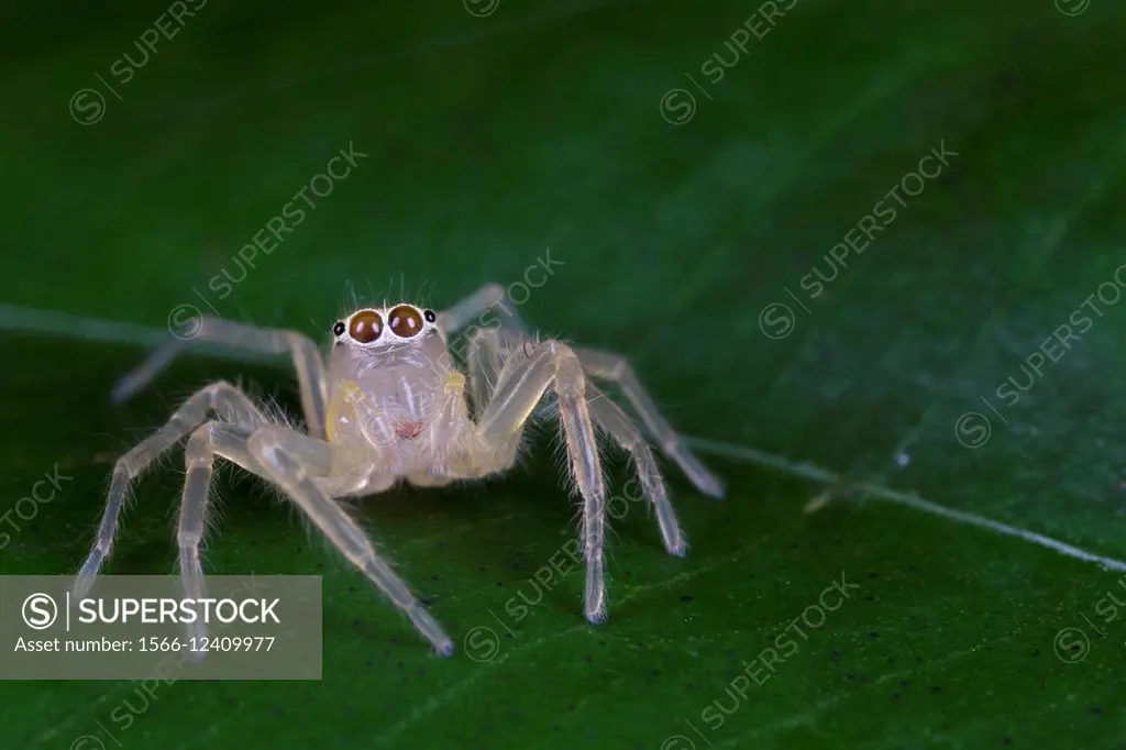 Jumping spider. Image taken at Stutong Forest Reserve Park, , Kuching, Sarawak, Malaysia.