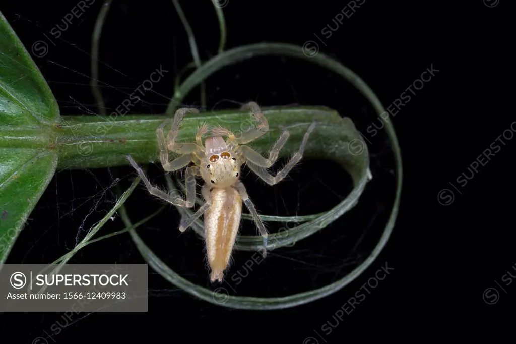 Jumping spider. Image taken at Stutong Forest Reserve Park, , Kuching, Sarawak, Malaysia.